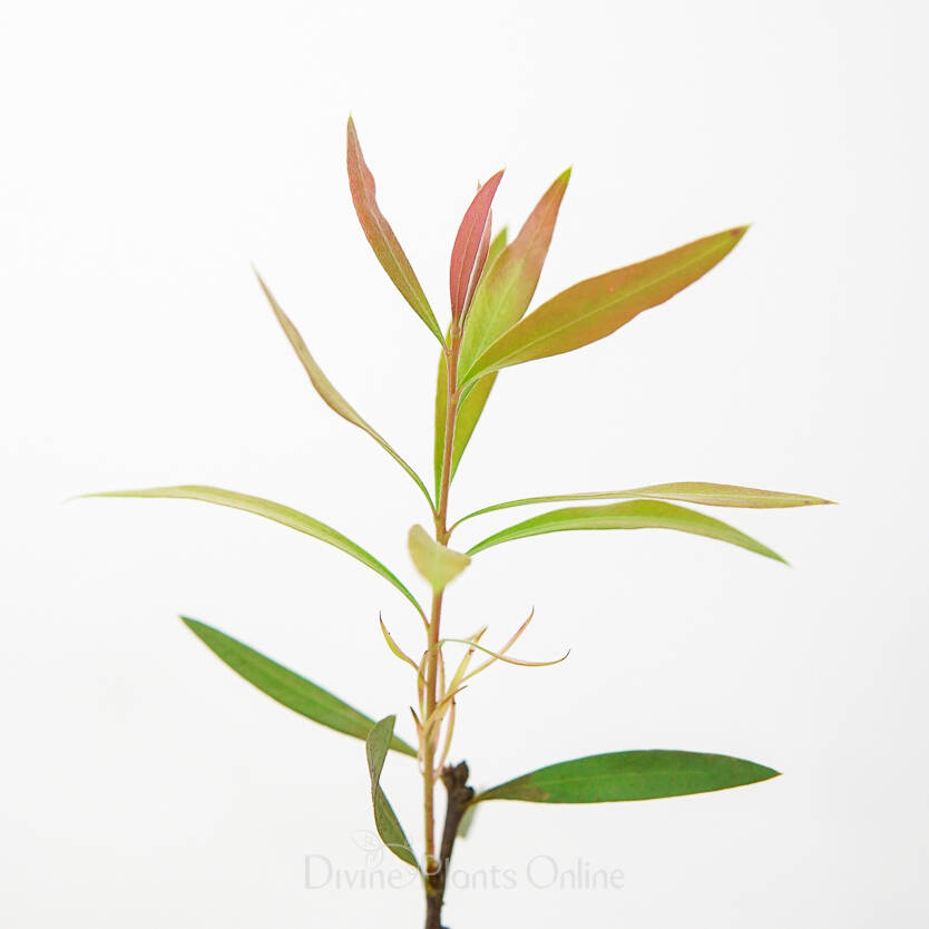 Callistemon Taree Pink Divine Plants Online Shop