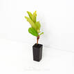 Ixora chinensis Prince of Orange