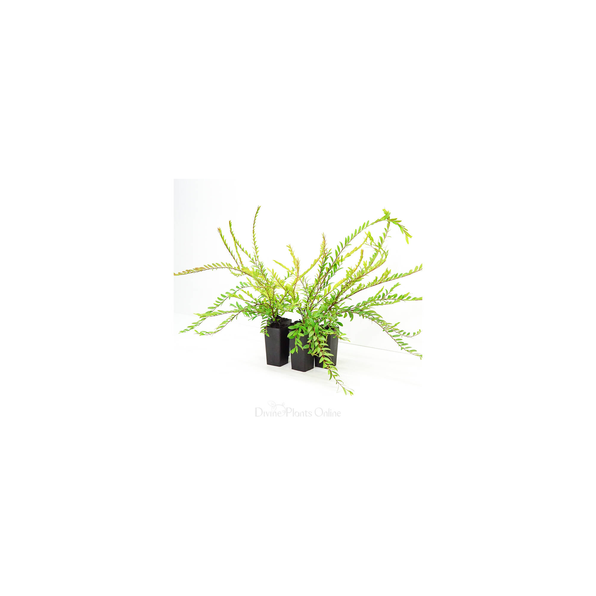 phyllanthus-minutiflora-divine-plants-online-shop