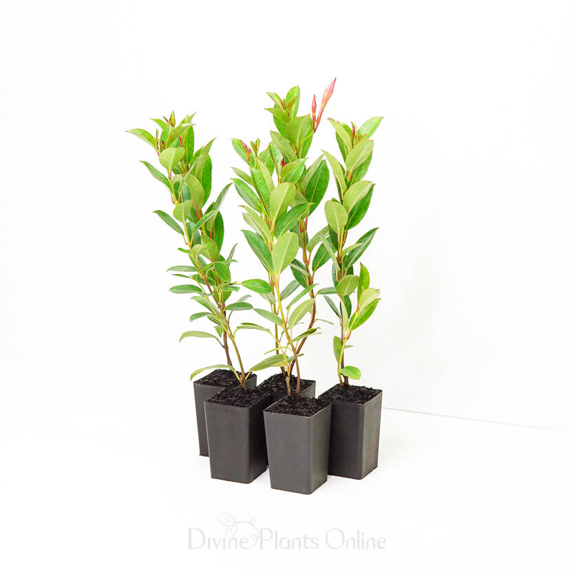 Dipladenia sanderi Pink Petite