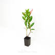 Dipladenia sanderi Pink Petite