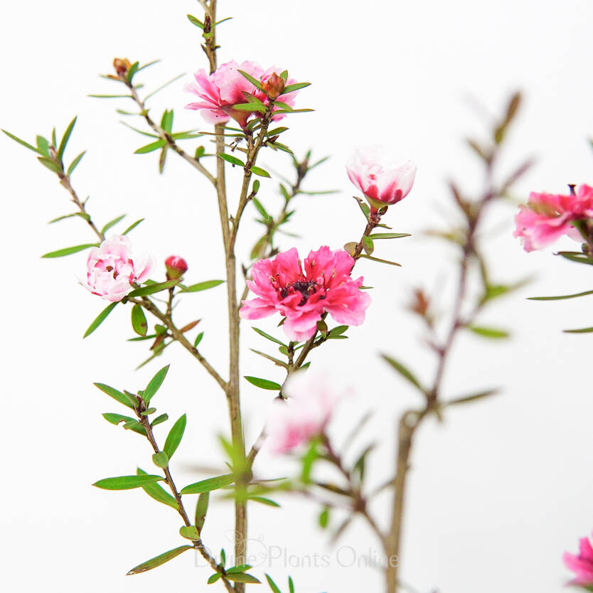 Leptospermum scoparium Ballerina