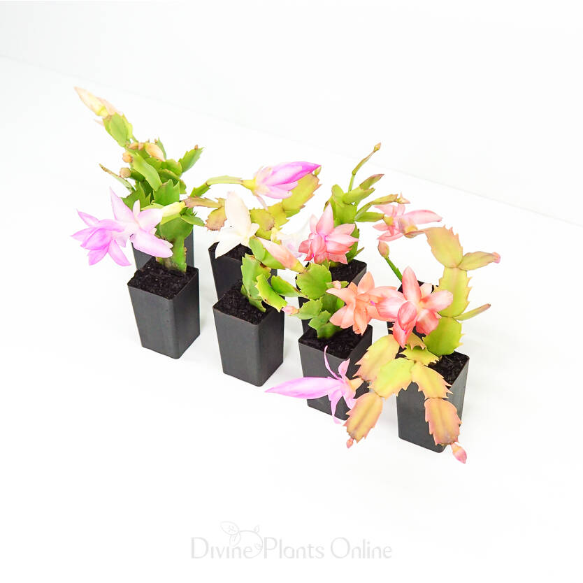 Schlumbergera Zygocactus Mixed