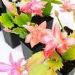 Schlumbergera Zygocactus Mixed