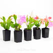 Schlumbergera Zygocactus Mixed