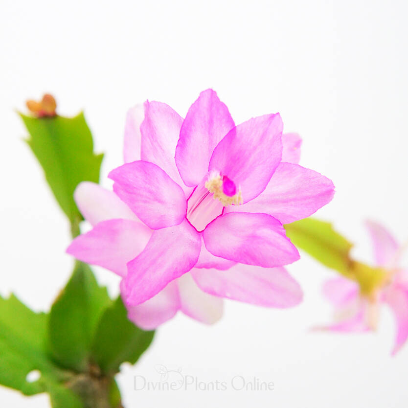 Schlumbergera truncata Zygocactus Rosa