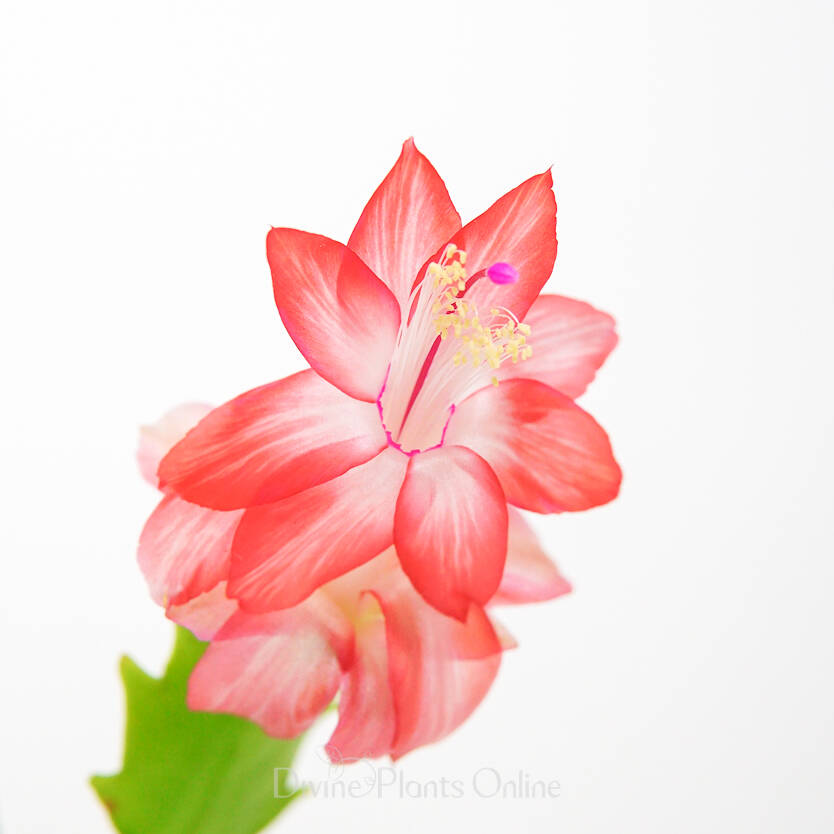 Schlumbergera truncata Zygocactus Strawberry