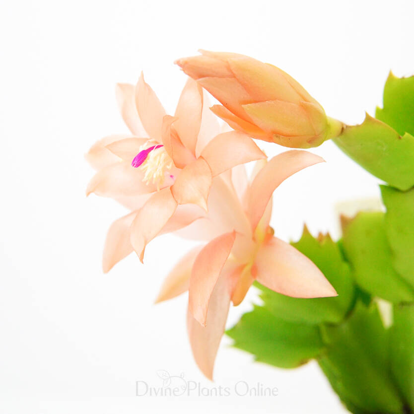 Schlumbergera truncata Zygocactus Peach