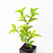 Backhousia myrtifolia