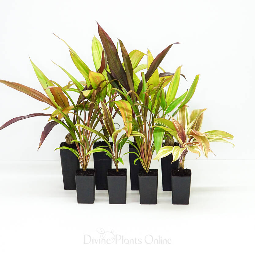 Cordyline Mystery Box