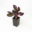 Hemigraphis exotica