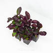 Hemigraphis exotica