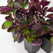 Hemigraphis exotica