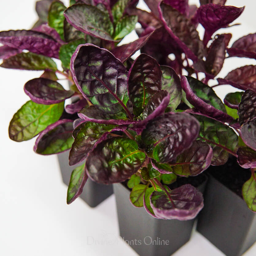 Hemigraphis exotica Divine Plants Online Shop