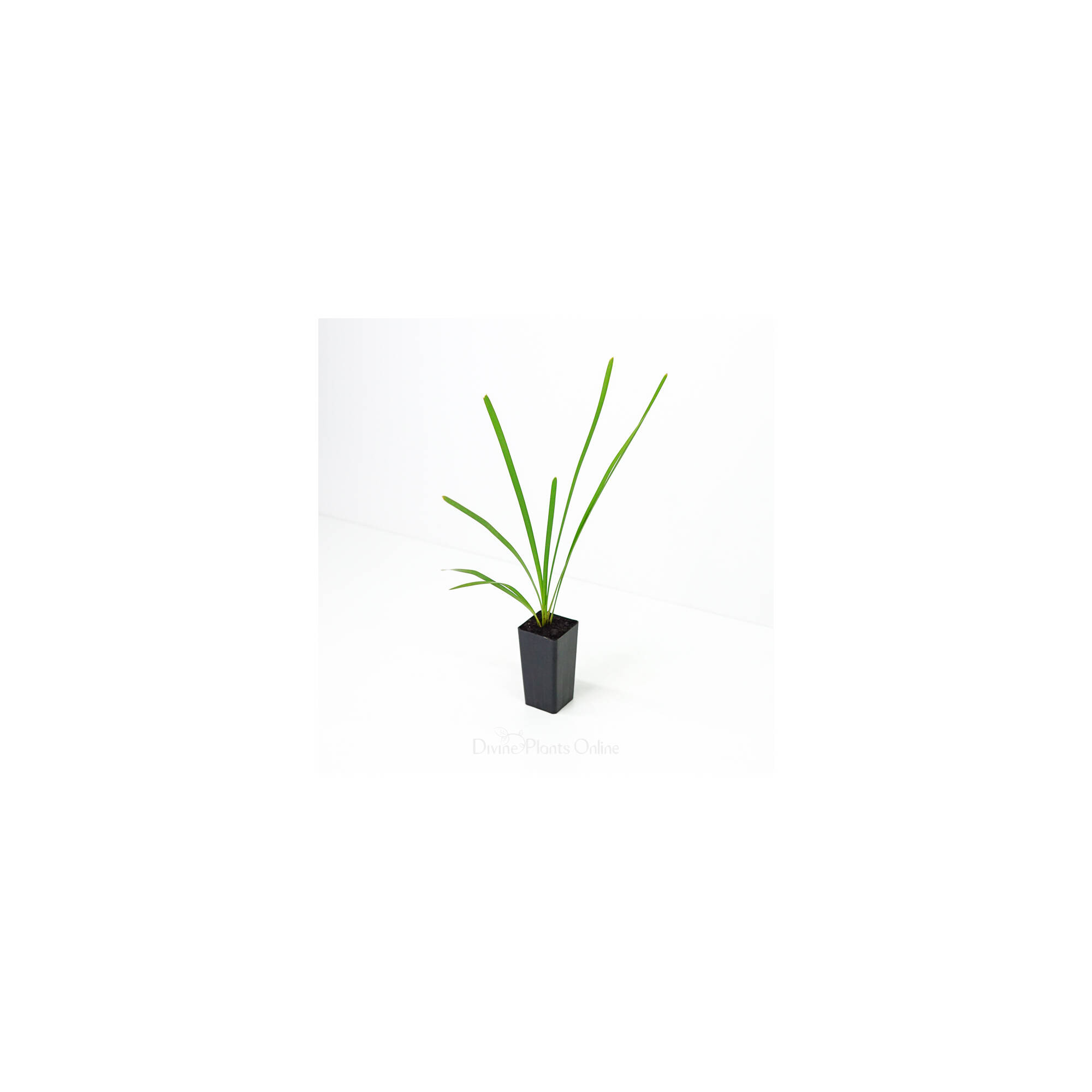 Lomandra longifolia Divine Plants Online Shop