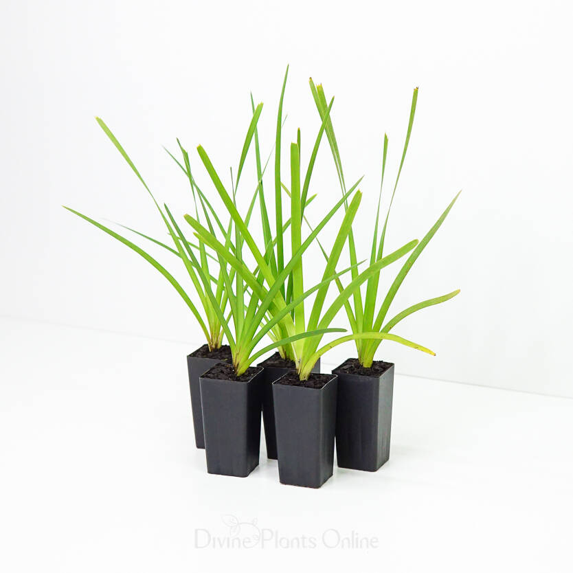 Lomandra longifolia
