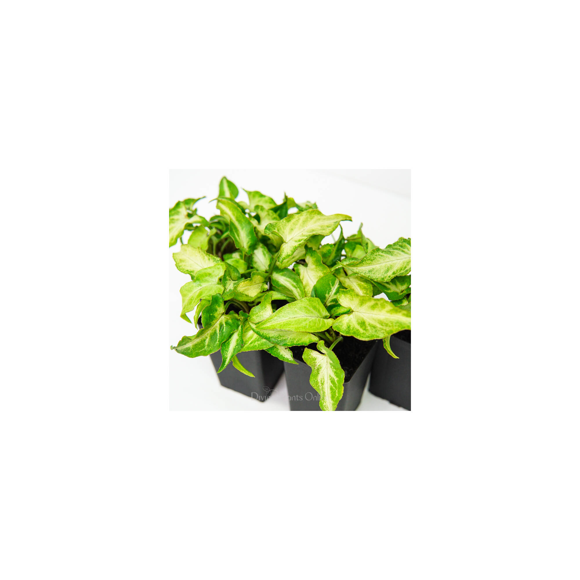 Syngonium Elf Divine Plants Online Shop