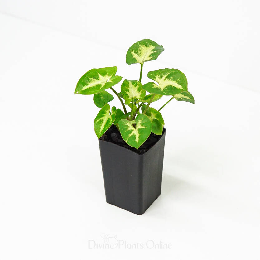 Syngonium White Excellent Divine Plants Online Shop