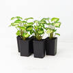 Syngonium White Excellent
