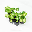 Syngonium White Excellent