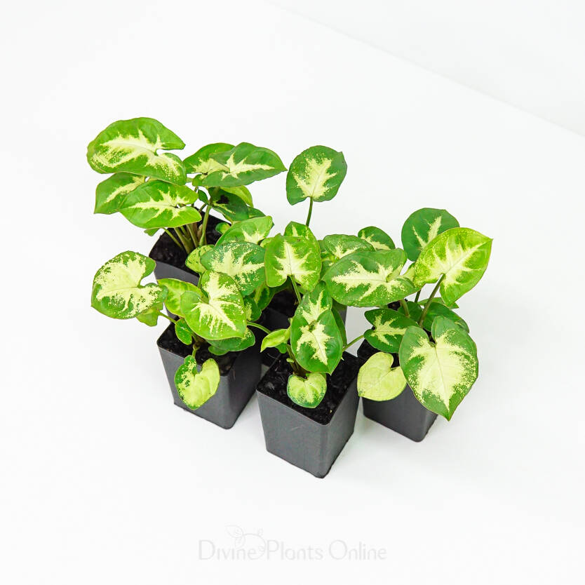 Syngonium White Excellent