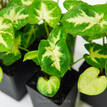 Syngonium White Excellent