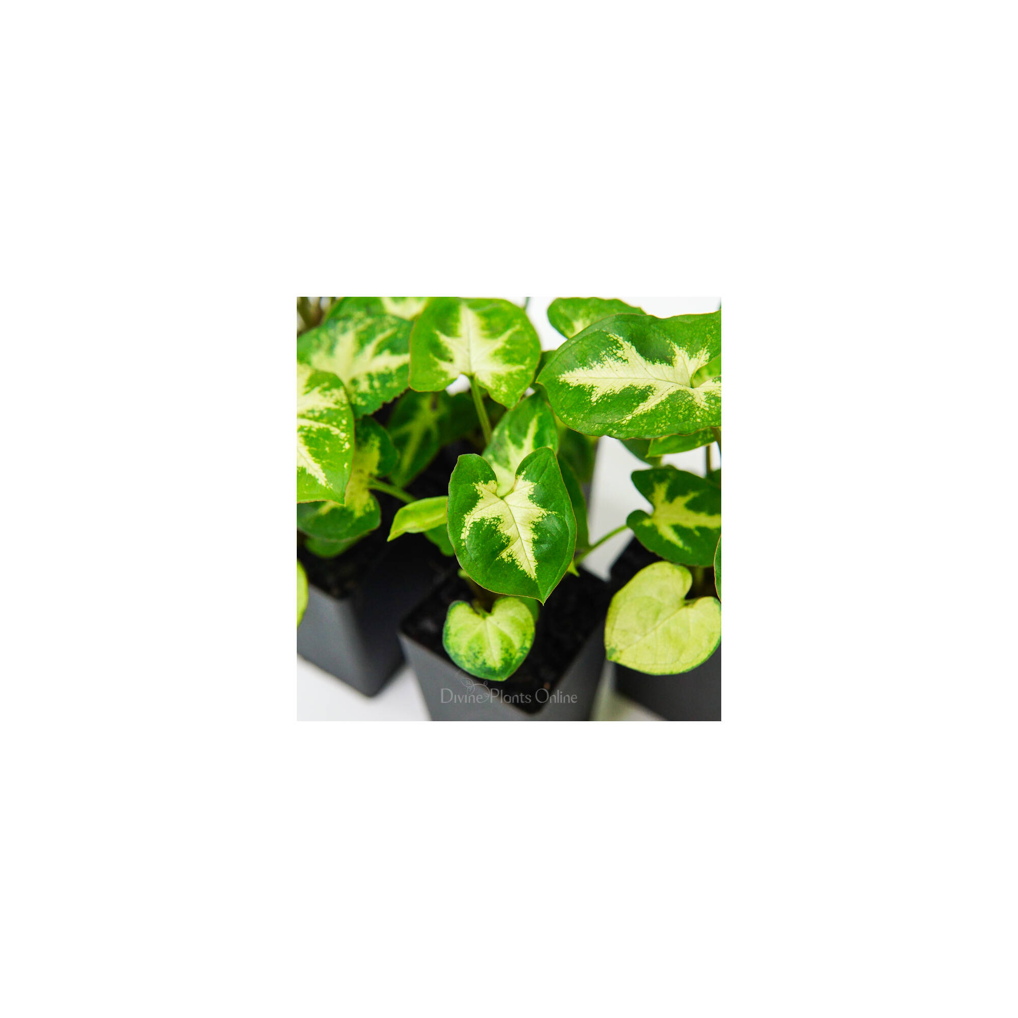 Syngonium White Excellent Divine Plants Online Shop