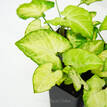 Syngonium Podophyllum 'White Butterfly'