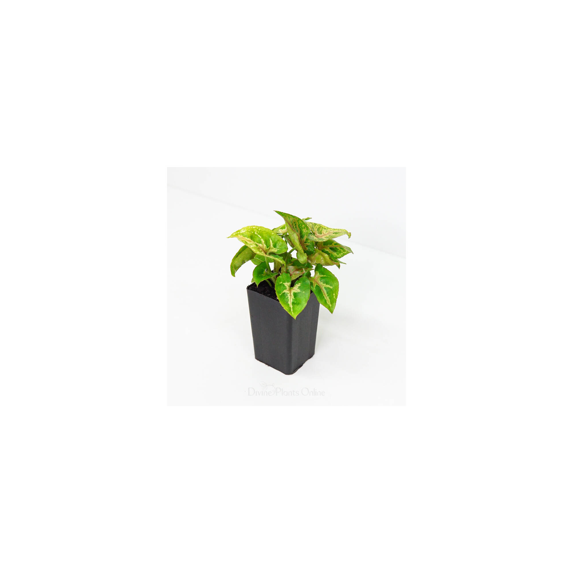 Syngonium Dwarf Princess – Divine Plants Online Shop