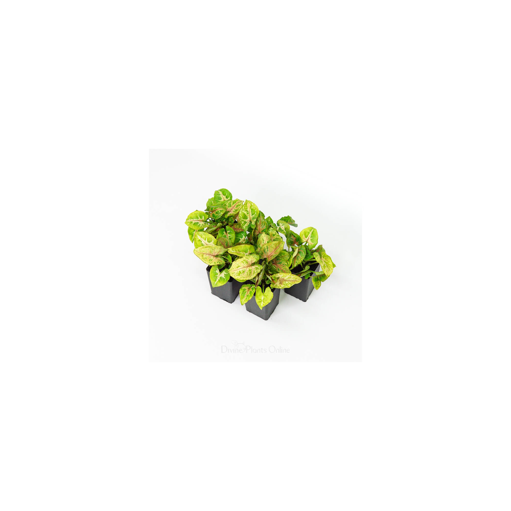 Syngonium Dwarf Princess – Divine Plants Online Shop