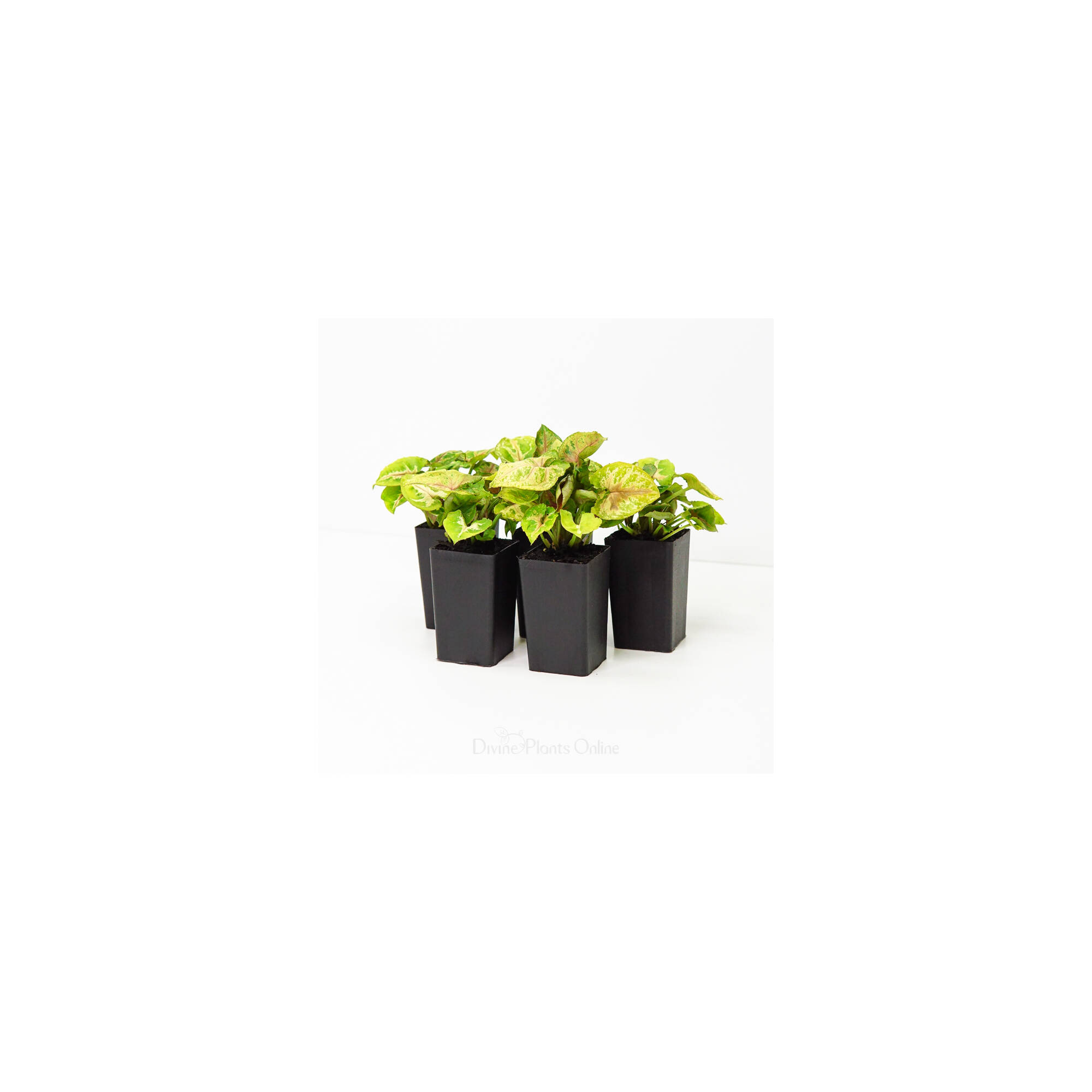 Syngonium Dwarf Princess – Divine Plants Online Shop