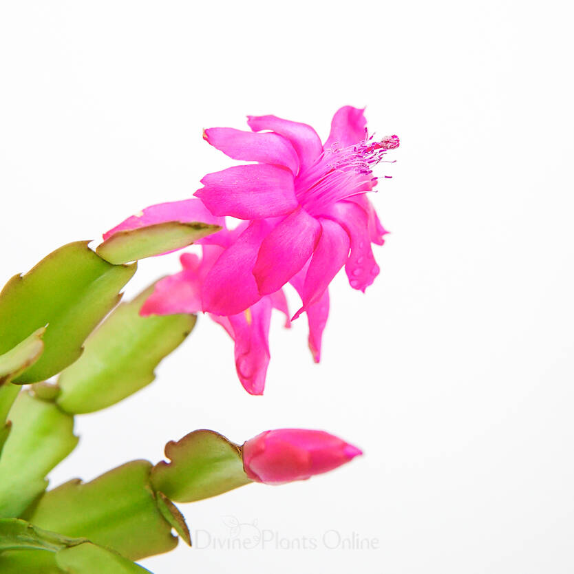 Schlumbergera truncata Zygocactus Old Style Pink