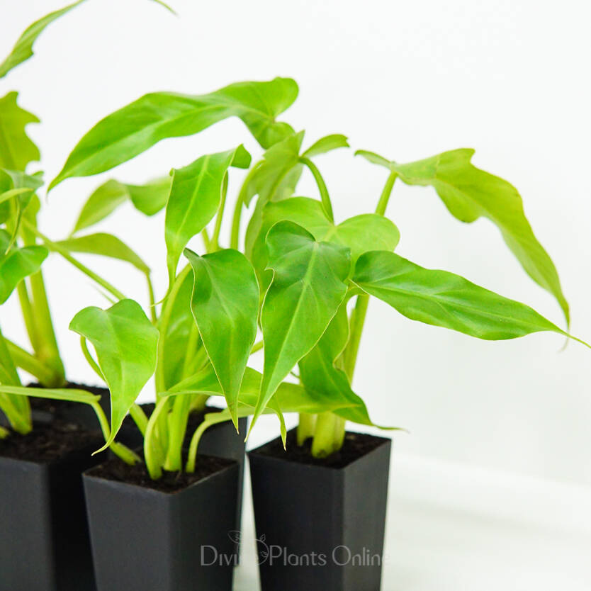 Philodendron Imbe