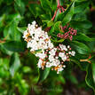 Viburnum tinus