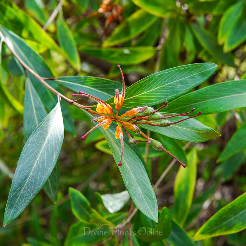 Grevillea Orange Marmalade