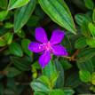Tibouchina Jazzie