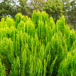 Thuja orientalis morganii