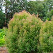 Melaleuca linariifolia Claret Tops