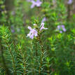Westringia eremicola Lavender Breeze