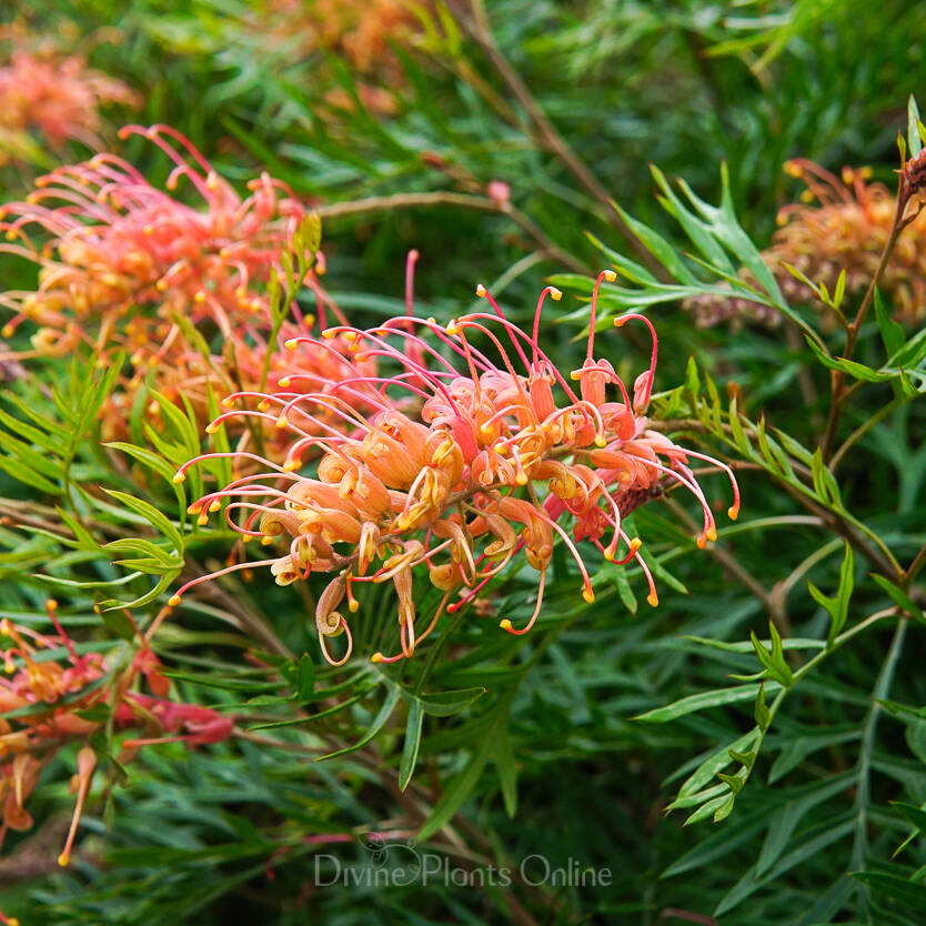 Grevillea Superb