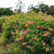 Grevillea Superb