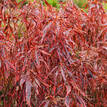 Acalypha wilkesiana Firestorm