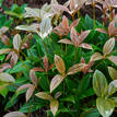 Medinilla myriantha