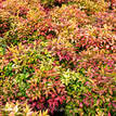 Nandina domestica Nana