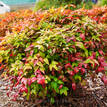 Nandina domestica Nana