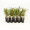 68mm Cordyline Americana