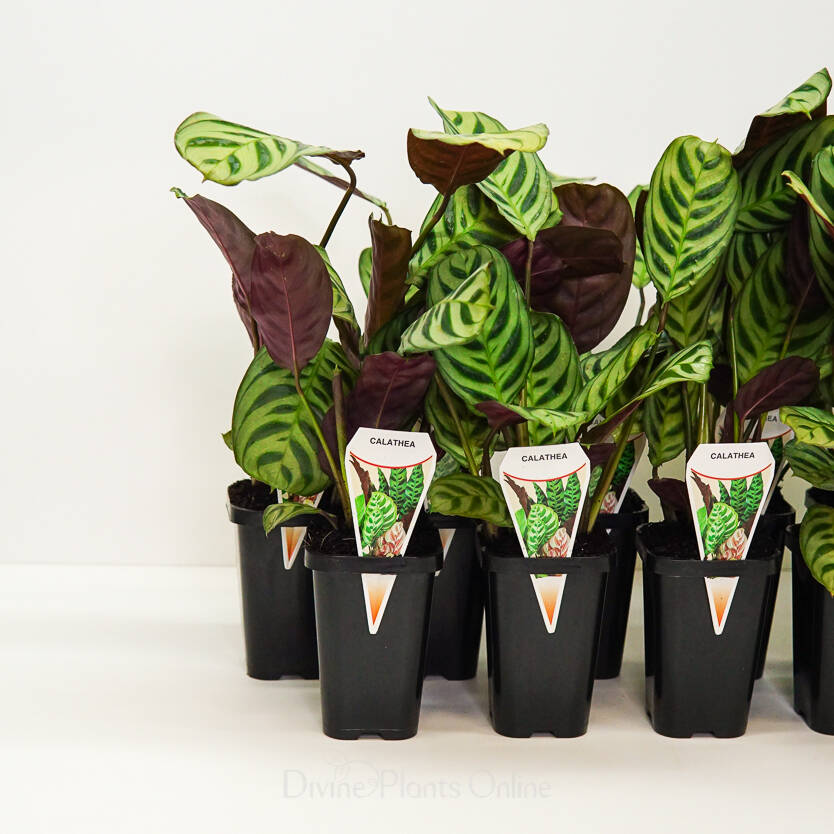 68mm Ctenanthe Amabilis Divine Plants Online Shop