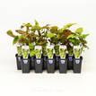 68mm Syngonium Berry