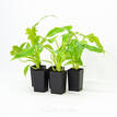 68mm Philodendron Imbe
