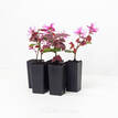 Loropetalum chinense China Pink